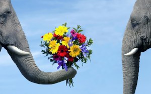 funny-animal-wallpaper-with-a-elephant-giving-flowers-to-another-elephant
