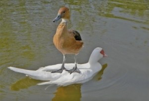 image_funny_duck_standing
