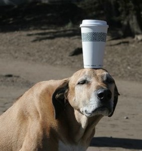 images-dog-funny-meditate