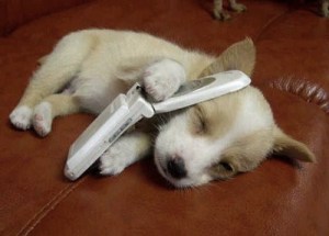 images-puppy-cellphone