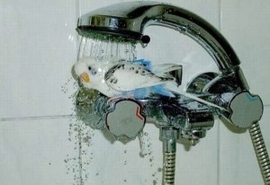 images_bird_shower