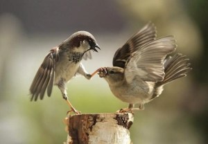 images_bird_shutup