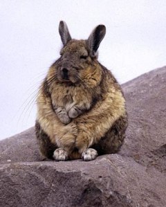 images_bunny_meditate