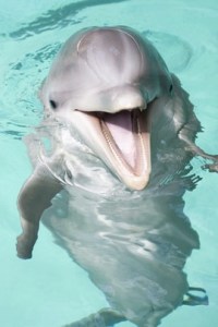 images_dolphin