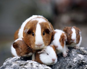 images_family_hamsters