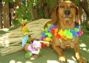 images_cute_dog_in_hawaii