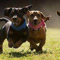 images_cute_dogs_running