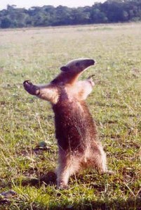 images_cute_open_arms