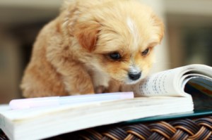images_cute_puppy_reading