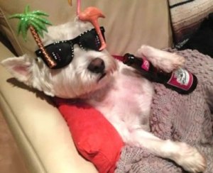 images_dog_cute_beer