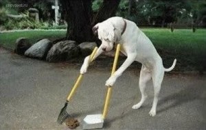 images_dog_doing-the-right-thing