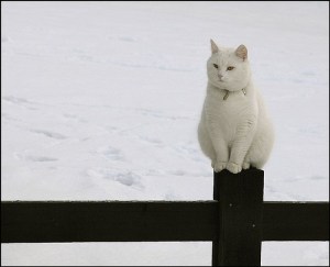 images_funny_cat_alone