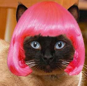 images_funny_cat_wig