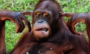 images_funny_orangutan_hear_no_evil