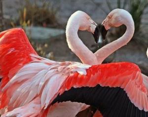 images_love_flamingo