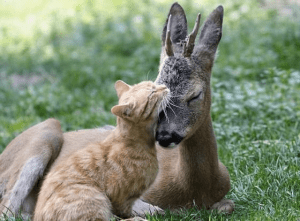 images_cute_animals_loving_one_another
