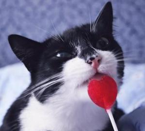 images_cute_cat_lollipop