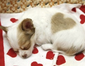 images_cute_dog_love