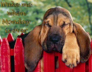 images_cute_dog_monday_blues