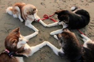 images_cute_dogs_praying