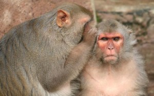 images_funny_monkeys_whispering