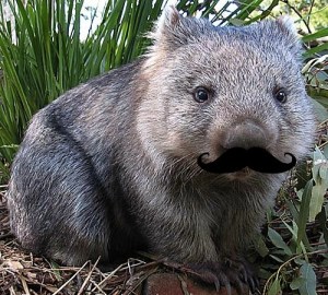 images_funny_wombat_moustache