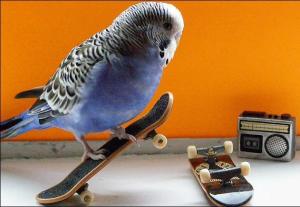 images_cute_bird_skateboard
