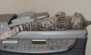 images_cute_cat_sleeping_photocopier