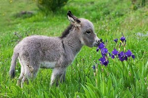 images_cute_donkey_smelling_flowers
