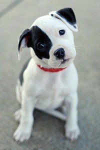 images_cute_puppy_black_eye
