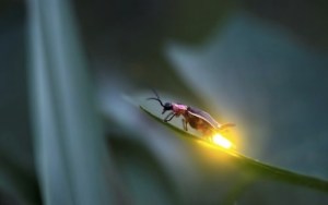 images_firefly_light