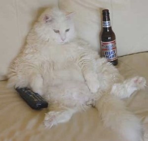 images_funny_cat_watching_football