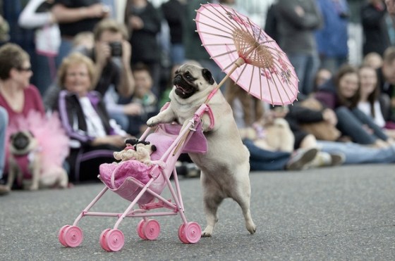 images_funny_dog_pushing_pram