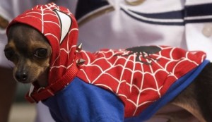 images_funny_dog_spiderman