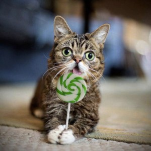 images_cute_cat_swirly_lollipop