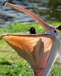 images_funny_bird_big_mouth
