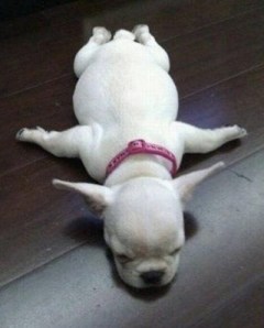 images_funny_dog_flying