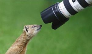 images_funny_meerkat_looking_at_telescope