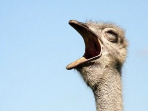 images_funny_ostrich_big_mouth