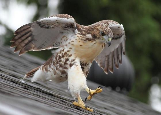 images_baby_eagle_learning_to_fly