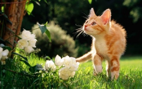 images_cute_cat_beautiful_nature