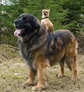 images_cute_dog_taking_a_ride