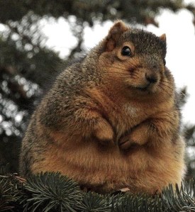 images_cute_fat_animals
