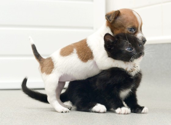 images_cute_puppy_hugging_kitten