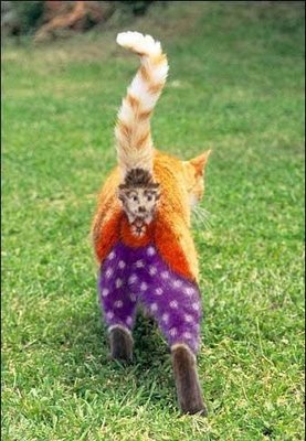 images_funny_cat_clown