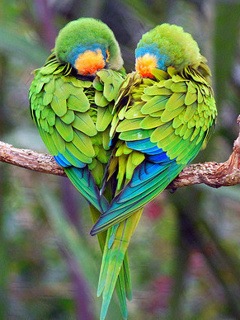images_parrots_love