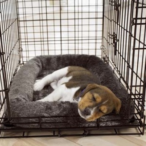images_cute_dog_in_the_cage