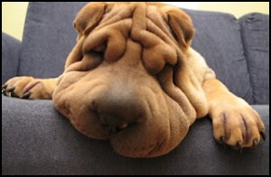 Funny Shar Pei Dog_5_thumb[2]