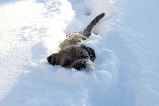 images_cute_dog_leaving_a_trail