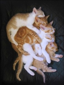 images_cute_kittens_pile_up